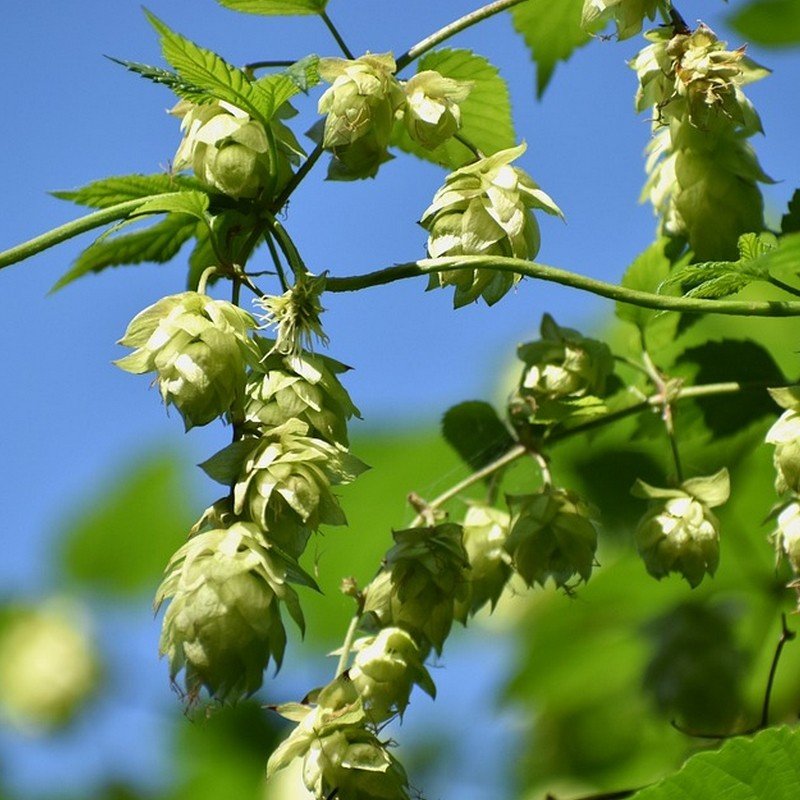 3267-Houblon-veritable-Humulus-lupulus-Graines.jpg